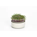 Plastia microgreens csíráztató edény kávé 1db